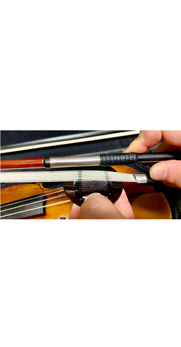 Colophanes CECILIA - – Image 4